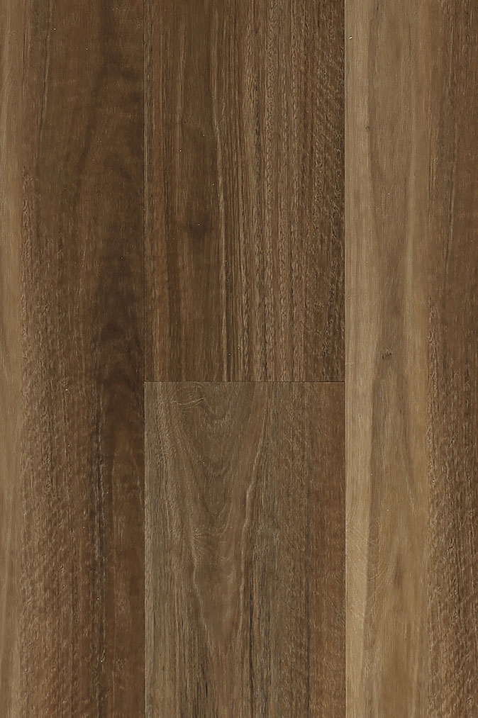 Queensland Spotted Gum